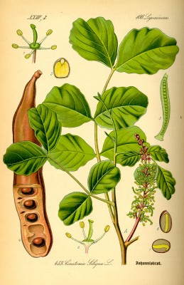 Caroubier Illustration_Ceratonia_siliqua0.jpg