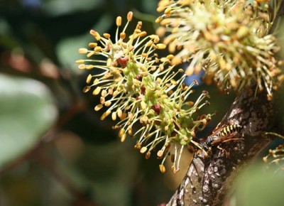 Fleurs de Caroubier.jpg