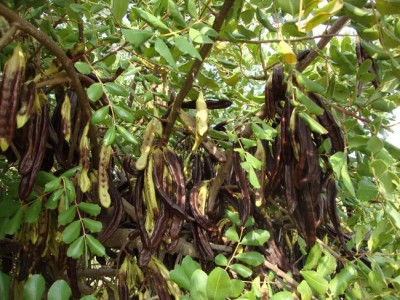 Fruits mures du Caroubier.jpg