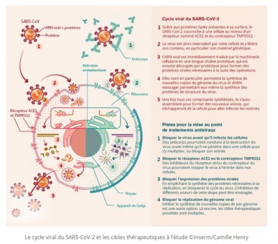 Infection virale INSERM virion.JPG