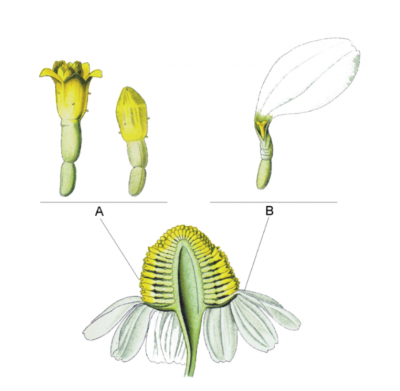 Matricaria recutita (famille des composées) Franz Eugène Köhler - Copie.PNG (311.43 Kio) Consulté 16078 fois Photo Franz Eugène Khöhler