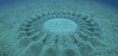 ocean-crop-circles-fugu-poisson-globe-1.jpg