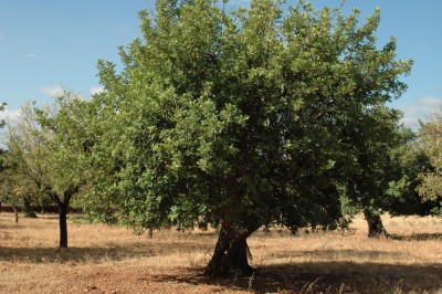 Caroubier arbre.jpg