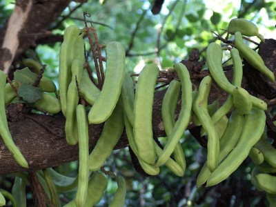 Fruits de Caroubier.jpg