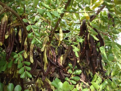 Fruits mures du Caroubier.jpg