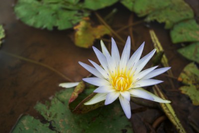 Nymphaea_caerulea_(Nymphaeaceae).jpg